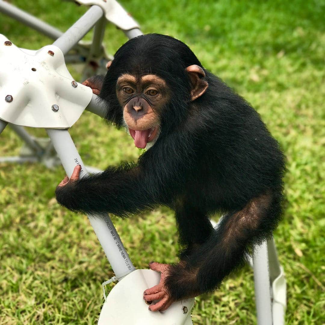 Zoological Wildlife Foundationさんのインスタグラム写真 - (Zoological Wildlife FoundationInstagram)「#tbt May,2017. Nine month old Limbani 💙 . #chimpanzee #chimp #ape #zwf #criticallyendangered #zwfmiami #limbani」4月18日 23時13分 - zwfmiami