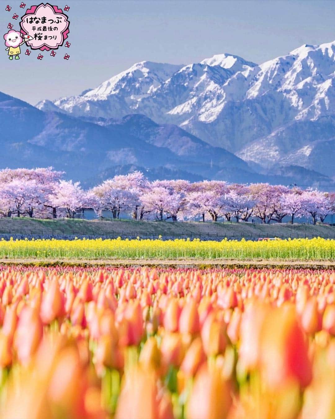 はなまっぷ❁日本の花風景さんのインスタグラム写真 - (はなまっぷ❁日本の花風景Instagram)「🍃🌸はなまっぷ平成最後の桜まつり🌸🍃 * @heart_of_gold_55 さんの 平成の桜に花まるを💮 * 平成を彩る日本の美しい桜をありがとうございます😊🌸🍃 * 富山  #舟川べり Asahi Funakawa, Toyama Pref. * 見頃を過ぎている場所もご紹介しています。 お出かけの際はHP等で最新の情報をご確認くださいね🙏🌸🍃 * 🌸•••🍃•••🌸•••🍃•••🌸•••🍃•••🌸 * 🌸桜まつり概要🌸 * 期間:平成最後の日まで タグ:#はなまっぷ * #はなまっぷ  のタグの中から、桜のお写真をどんどんご紹介させていただきます。期間中はランダムに、複数枚投稿でもご紹介させていただく場合がございます。 * #桜#sakura#花見#さくら#日本#春#花#平成最後の#満開#チューリップ#菜の花 * 🌸•••🍃•••🌸•••🍃•••🌸•••🍃•••🌸 * はなまっぷより * 💌LINEスタンプ「はなまっぷちゃん」絶賛発売中！みなさんのLINEにも花まるを💮 💌はなまっぷ本、Amazonや全国の書店さんで満開です！ぜひお手にとっていただけると嬉しいです🌸 * LINEスタンプ、はなまっぷ本は、プロフ欄記載のTwitterアカウントよりご確認ください。 * 🌸•••🍃•••🌸•••🍃•••🌸•••🍃•••🌸 *」4月18日 23時29分 - hanamap