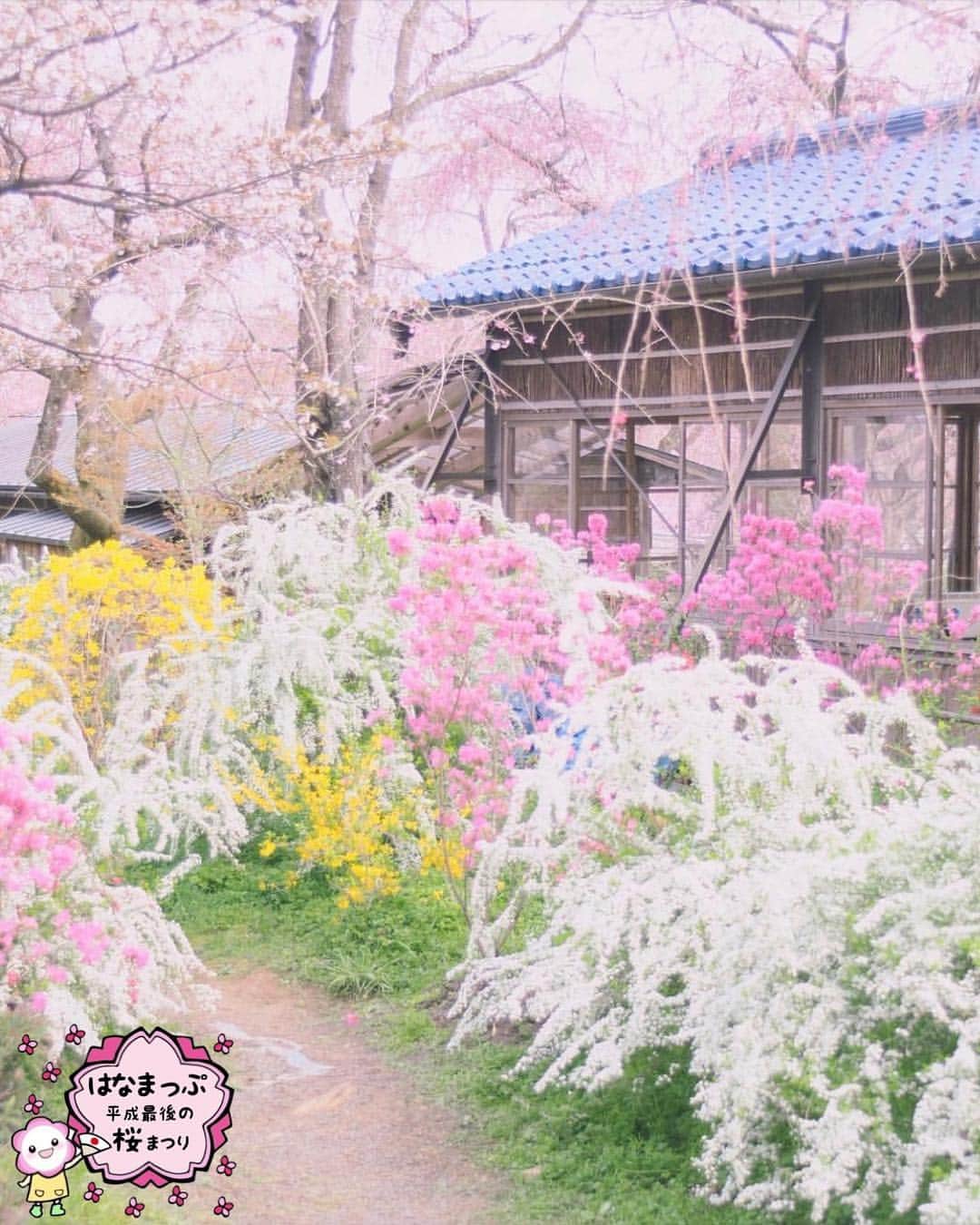 はなまっぷ❁日本の花風景さんのインスタグラム写真 - (はなまっぷ❁日本の花風景Instagram)「🍃🌸はなまっぷ平成最後の桜まつり🌸🍃 * @non.nomi さんの 平成の桜に花まるを💮 * 平成を彩る日本の美しい桜をありがとうございます😊🌸🍃 * 京都  #原谷苑 Haradani-en Garden, Kyoto. * 見頃を過ぎている場所もご紹介しています。 お出かけの際はHP等で最新の情報をご確認くださいね🙏🌸🍃 * 🌸•••🍃•••🌸•••🍃•••🌸•••🍃•••🌸 * 🌸桜まつり概要🌸 * 期間:平成最後の日まで タグ:#はなまっぷ * #はなまっぷ  のタグの中から、桜のお写真をどんどんご紹介させていただきます。期間中はランダムに、複数枚投稿でもご紹介させていただく場合がございます。 * #桜#sakura#花見#さくら#日本#春#花#平成最後の#満開 * 🌸•••🍃•••🌸•••🍃•••🌸•••🍃•••🌸 * はなまっぷより * 💌LINEスタンプ「はなまっぷちゃん」絶賛発売中！みなさんのLINEにも花まるを💮 💌はなまっぷ本、Amazonや全国の書店さんで満開です！ぜひお手にとっていただけると嬉しいです🌸 * LINEスタンプ、はなまっぷ本は、プロフ欄記載のTwitterアカウントよりご確認ください。 * 🌸•••🍃•••🌸•••🍃•••🌸•••🍃•••🌸 *」4月18日 23時31分 - hanamap