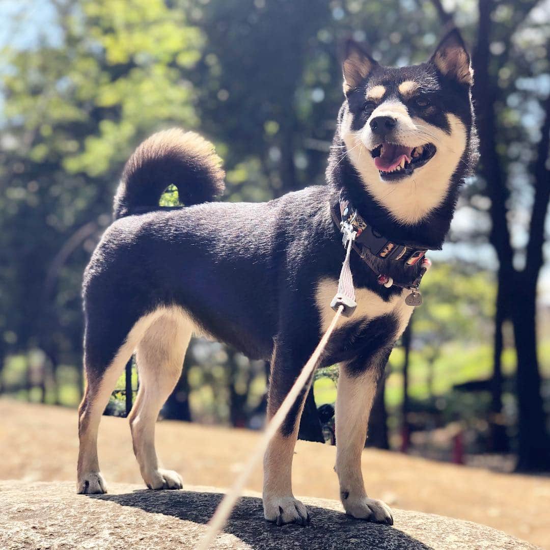 vo_coのインスタグラム：「☀️ 元ホームの公園で、懐かしの岩の上で よくころはると乗ってた岩、本日はソロ活動 でも前のお友達に会えたし、ドッグランでは久し振りに走れたし、たまに戻ると楽しいことあるね！ * #shibastagram #instashiba #shiba #shibainu #黒柴 #柴犬」