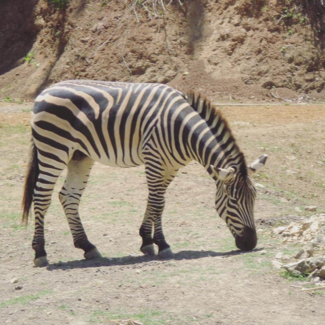 石井あみさんのインスタグラム写真 - (石井あみInstagram)「🦒🦓Cebu Safariへ🐫🐆﻿ ﻿ イースターホリデー4連休。﻿ レンタカーをチャーターして(こちらのレンタカーは﻿ 運転手さん付きが主流です)2時間ちょいのドライブ。﻿ ﻿ 広ーーー大な敷地に、今、よく考えると、﻿ ポツポツと、動物！﻿ ﻿ 結果、富士サファリパークってすごいんだねー、﻿ ってなってしまったけど、ここは山の上だし、﻿ 開放的で気持ちいいし、たくさん歩いて﻿ トラムも乗ったりで、楽しい。﻿ ﻿ 青空の下、敷地が広過ぎて移動が多いので、﻿ 体力勝負です💪﻿ ﻿ 基本はトラムに乗って移動するのですが、﻿ 乗って降りて動物見て、の繰り返し！﻿ ﻿ 檻越しではなくて広過ぎて(贅沢だけど)﻿ 小さな子どもには、動物にフォーカスが合わせづらくて、見えてるのか謎な場面が多かったけど、﻿ 長女は「まだ居たかったよぉ〜」と言ってたから楽しめたみたい！﻿ ﻿ 私も大好きなところ🦒❤︎﻿ 楽しい仲間と行けて、ハッピーホリデーでした。﻿ ﻿ ﻿ ❂大人800ペソ﻿(¥1,700くらい) ❂子どもも90cm以上は大人料金取られます！w﻿ ちびっこ長女は辛うじて半額の400ペソ。﻿ 強気。﻿ ﻿ ﻿ #cebu#cebusafari#philippines  #セブ島#セブ島留学 #親子留学#海外子育て」4月18日 23時47分 - ami_cebuyolo