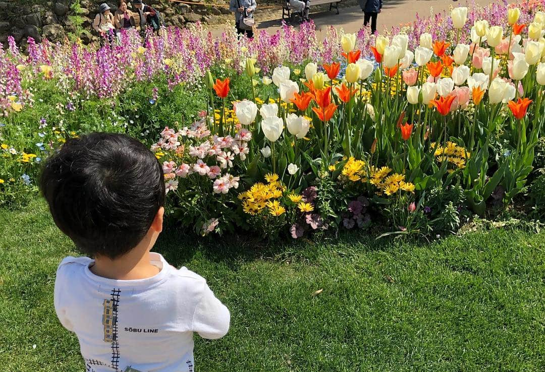 釈由美子さんのインスタグラム写真 - (釈由美子Instagram)「今日は、ママ友親子と よこはま動物園ズーラシアに隣接している 里山ガーデンに遊びに行ってきました🌷 ( ´ ▽ ` )  里山ガーデンフェスタのお花畑は 3年前に初めて訪れて以来  毎年、楽しみにしているイベントです🌷  今年も大花壇がとても素晴らしくて✨💐 ため息が出てしまいました (〃´o｀)=3 ✨  チューリップ パンジー ビオラ ネモフィラ 菜の花 ポピー マーガレット  etc.. 数えきれないぐらいの 色々な種類のお花が咲き誇って見事でした✨  息子も 「キレ〜イ！！」 と、うっとりしてました🤩✨ 「さいた〜さいた〜  チューリップの花がぁ🌷」 と息子と歌ったり  動物さんのオブジェで遊んだり  新緑🌿の中をお散歩したり  トカゲを発見したり！👀‼︎ あ！おたまじゃくしいたっ😳 「ほらほら、ママ見てぇ。 おじゃまじゃくしだよー！」 って、トトロのメイちゃんみたいに大興奮🤩w  谷戸の菜の花畑では たくさんの鯉のぼりが風になびいて 気持ちよく泳いでいました🎏  あれ？ 鯉のぼりのなかに、、 レッサーパンダやペンギンさんが！笑  満開のお花畑🌷💐と 豊かな自然にほっこり癒されました😚  里山ガーデンフェスタは 5/6まで開催されているそうなので  ゴールデンウィークに ズーラシア🦁🐘と一緒にぜひ遊びに行ってみてください✨ +ﾟ｡*(*´∀｀*)*｡ﾟ+  #里山ガーデン #里山ガーデンフェスタ」4月18日 23時47分 - yumikoshaku