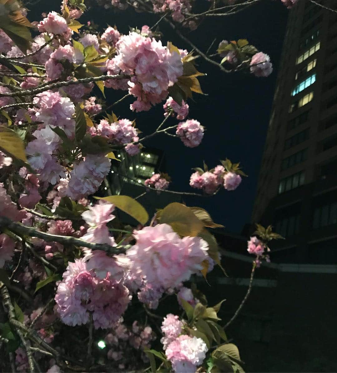 二ノ宮知子さんのインスタグラム写真 - (二ノ宮知子Instagram)「中目の八重桜。 川沿いの桜が散って、人があまりいない中目ですが、散歩するの気持ち良い！今日は中目に住む人と一杯飲みました。楽しかった！」4月19日 0時02分 - tomokoninomiyaa