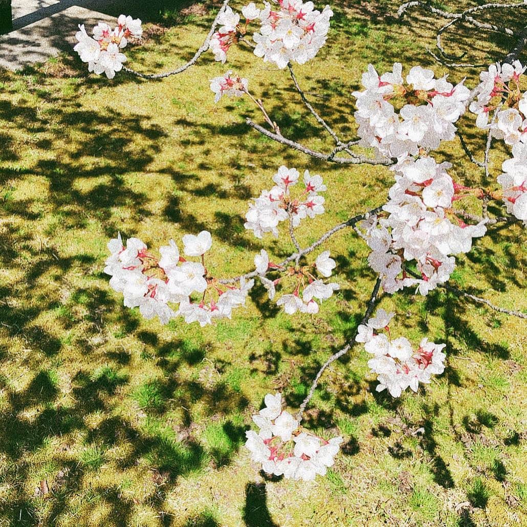 安倍実香のインスタグラム：「今年はたくさん桜を見て、季節を満喫できていて嬉しい😊 #桜 #春 #お花見 #新潟 #cherryblossom #spring #niigata」