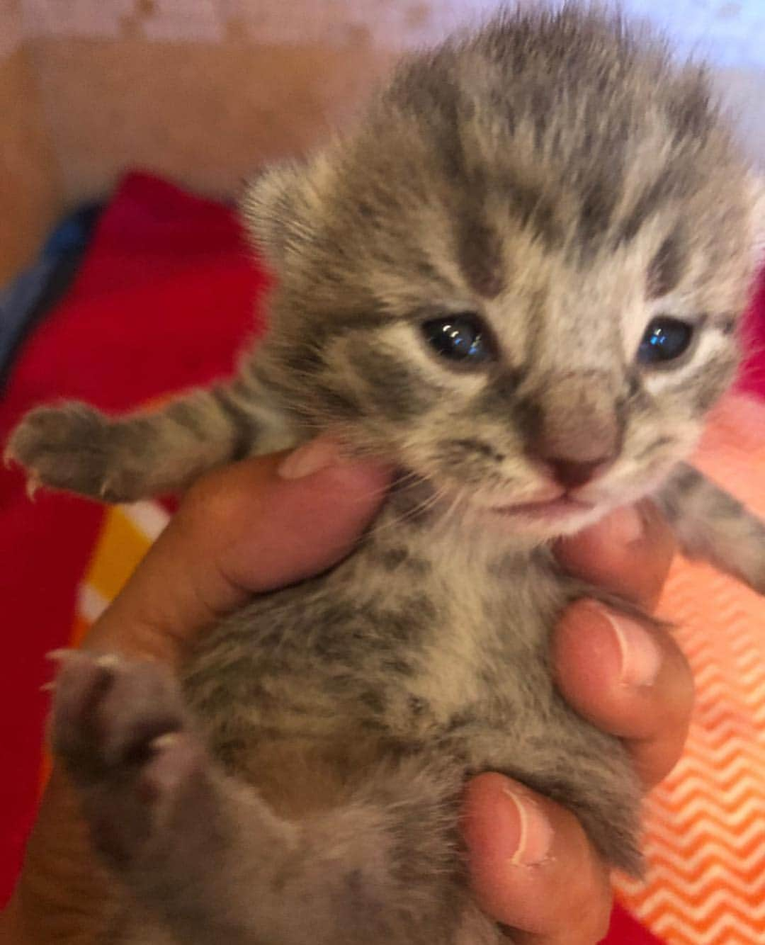 Black Jaguar-White Tiger さんのインスタグラム写真 - (Black Jaguar-White Tiger Instagram)「1 week old cutie. To adopt this Angel or some other, please contact @bethostern  #AdoptDontShop」4月19日 0時06分 - blackjaguarwhitetiger