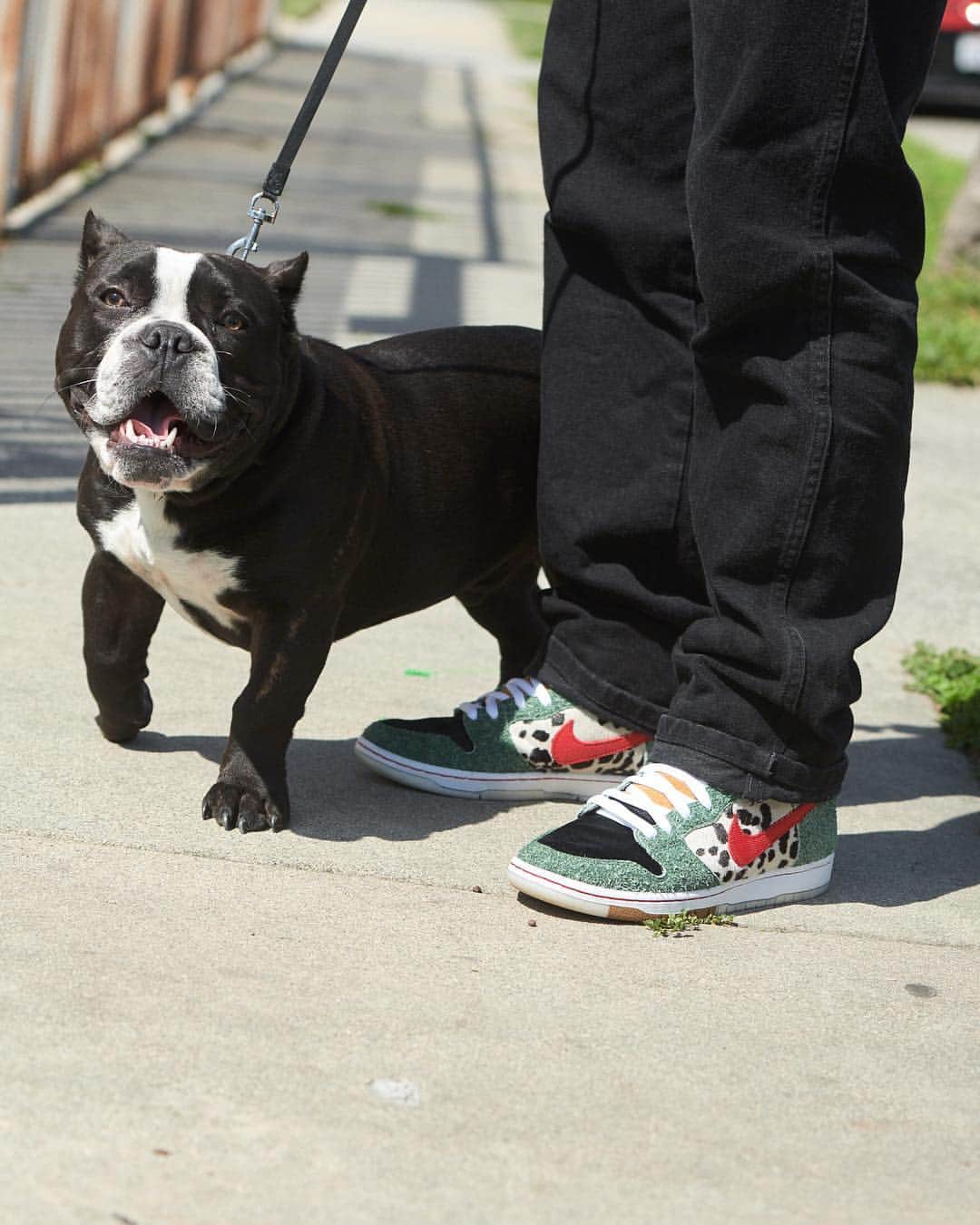 Nike Skateboardingさんのインスタグラム写真 - (Nike SkateboardingInstagram)「"Walk The Dog" to skate shops Saturday, April 20.  #YKWTFGO #BEASTMODE  #NikeSB | @_kb95_ @beastmode」4月19日 0時08分 - nikesb
