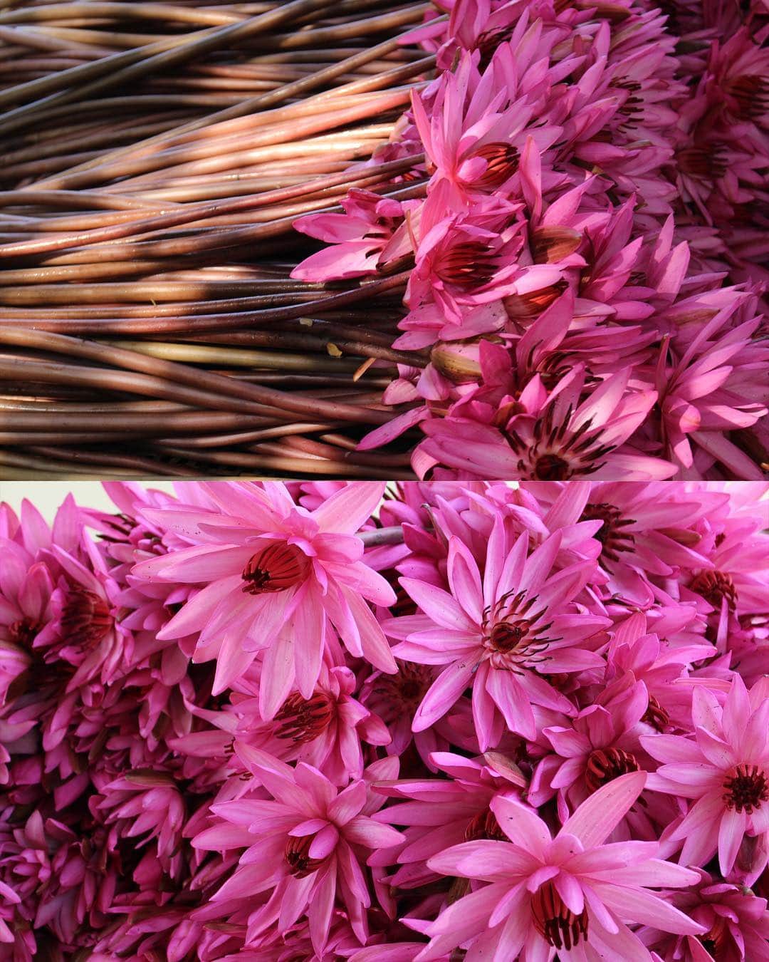 Amata Chittaseneeさんのインスタグラム写真 - (Amata ChittaseneeInstagram)「Harvesting pink water lilies in Udon Thani  เช้าตรู่ เรามาเก็บดอกบัวแดงกัน :) สวยจังเลย #pearypieamazingthailand #udonthani」4月19日 0時31分 - pearypie