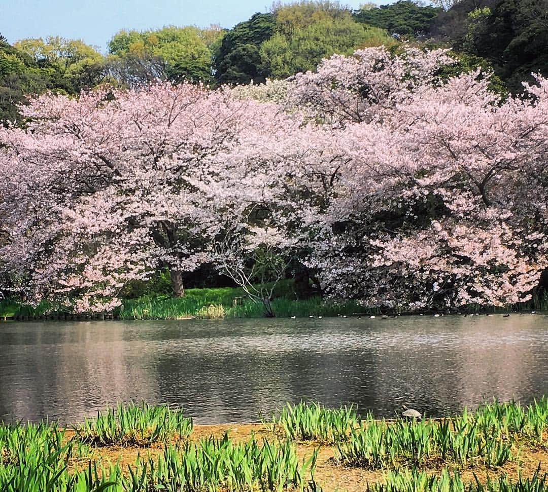 KAI_SHiNEのインスタグラム：「Time Flies... #cherryblossom  #turtles #hanami  #桜 #jp」
