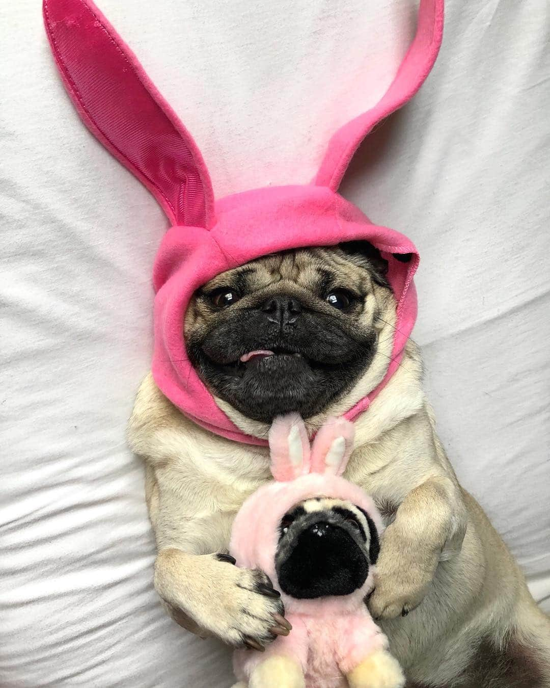 itsdougthepugさんのインスタグラム写真 - (itsdougthepugInstagram)「“The Easter puggy is coming to town!” -Doug • Need a friend for ur Easter basket? U can get my Easter puggy plush at @clairesstores in-stores and online! Link in bio 🐰#dougthepugxclaires」4月19日 0時51分 - itsdougthepug