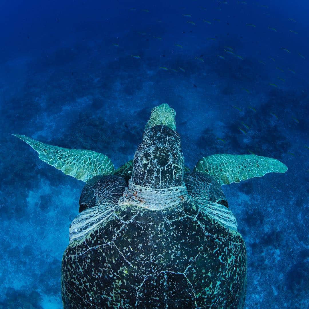 のインスタグラム：「I have spent much of the last year working on a global sea turtle conservation story for @natgeo and with the October 2019 publication date looming I have one more photographic field trip scheduled. In May I am heading to Trinidad to photograph leatherback sea turtles with local conservation group @natureseekerstt  I will also spend some time in the field with the @oceanic.society on one of their 50th anniversary sea turtle expeditions. Check out @oceanic.society on Instagram if you are interested in being part of this expedition and want to hang out with me in Trinidad. #os50 #seaturtles #oceanicsociety」