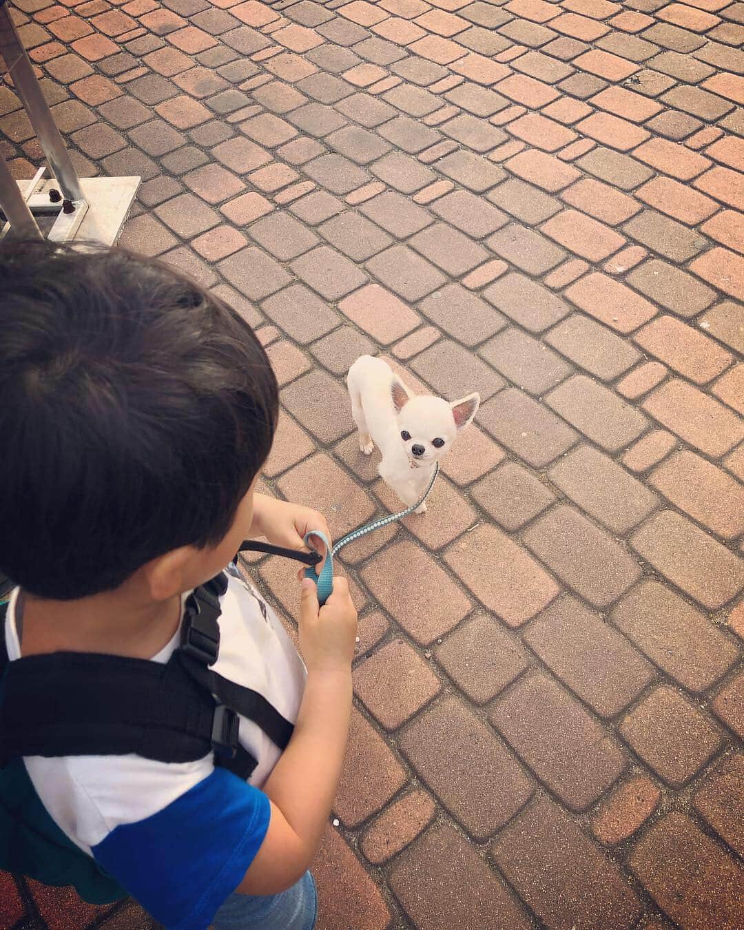 釈由美子さんのインスタグラム写真 - (釈由美子Instagram)「今日は、はるちゃんも一緒にお出掛け❤️ お散歩🐾以外は、息子と行くテーマパークや動物園はペット同伴可のところが少ないため お留守番で寂しい思いをさせてしまっているので  今日はわんこOKの場所を選びました🙆‍♀️ お散歩の時は、自分から歩こうとはせず いつも私の腕の中で、ウトウト気持ち良さそうな顔をしている、はるなのでした〜🌸」5月3日 20時59分 - yumikoshaku