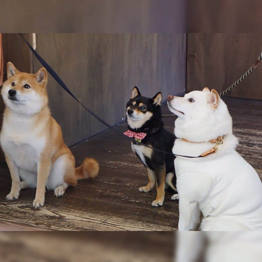 黒豆柴こむぎのグルメインスタ