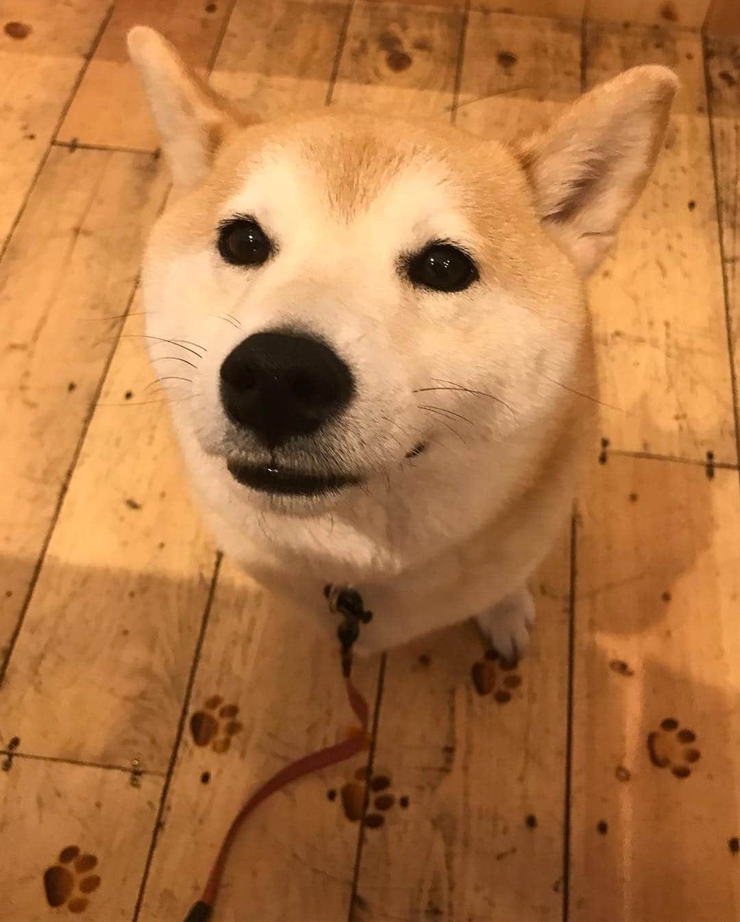 柴犬のモモさんのインスタグラム写真 - (柴犬のモモInstagram)「今日はカフェむすびさんへ。モモさんはワンコメニューに釘付け。しかし、その後に病院に行って狂犬病の予防注射を受けることになるとは思っていなかったモモさんなのであった #いぬ #イヌ #犬 #柴犬 #赤柴 #日本犬 #犬バカ部 #ふわもこ部 #いぬら部 #癒しわんこ #柴犬マニア #犬のいる暮らし #口角キュキュッと部 #shiba #shibainu #shibadog #dogstagram #dogsofinstagram #shibastagram #shibasofinstagram #shibamania #inu #instadog #toyota_dog」5月3日 19時37分 - shi_ba_i_nu_momo