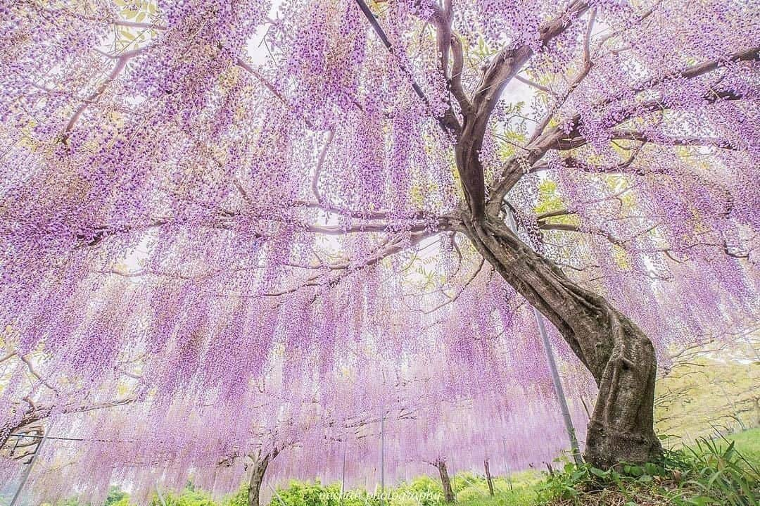 花の写真館さんのインスタグラム写真 - (花の写真館Instagram)「Photo by @michan5d3.⠀ https://instagram.com/michan5d3/⠀ .⠀ Original Post[投稿頂いたURL]⠀ https://www.instagram.com/p/BiTJBMzAHTB/⠀ .⠀ 本アカウントは、 #私の花の写真 をつけてInstagramに投稿された皆さまの花の写真や、「花の写真館」Facebookページで投稿された花の写真を紹介します。⠀ 「花の写真館」Facebookページは、「 @floral.photograph 」のプロフィールにあるURLからご覧ください。⠀ .⠀ #花の写真館 #floralphotograph #floralphoto #flower #flowers #富士フイルム #FUJIFILM⠀ Follow: @floral.photograph」5月3日 19時30分 - floral.photograph