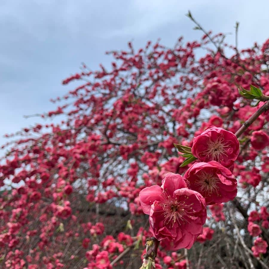 小宮山瑞季さんのインスタグラム写真 - (小宮山瑞季Instagram)「今日は、母と祖母とハナモモを見に行ってきました！ もう落花してしまっているところもありましたが、まだまだ見応え十分でした！！ 温泉にも浸かって、気分爽快！ ・ #ハナモモ #花桃 #余里 #上田市 #花 #flower #母 #mother #祖母 #grandmother #おでかけ #親子 #同じポーズ #さすが #家族 #family #家族サービス #散歩 #休日 #ゴールデンウィーク #長野放送 #アナウンサー #小宮山瑞季」5月3日 19時32分 - komiyama_mizuki