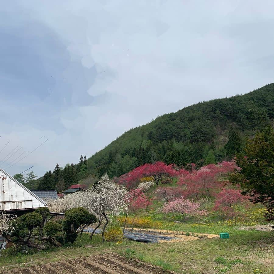 小宮山瑞季さんのインスタグラム写真 - (小宮山瑞季Instagram)「今日は、母と祖母とハナモモを見に行ってきました！ もう落花してしまっているところもありましたが、まだまだ見応え十分でした！！ 温泉にも浸かって、気分爽快！ ・ #ハナモモ #花桃 #余里 #上田市 #花 #flower #母 #mother #祖母 #grandmother #おでかけ #親子 #同じポーズ #さすが #家族 #family #家族サービス #散歩 #休日 #ゴールデンウィーク #長野放送 #アナウンサー #小宮山瑞季」5月3日 19時32分 - komiyama_mizuki