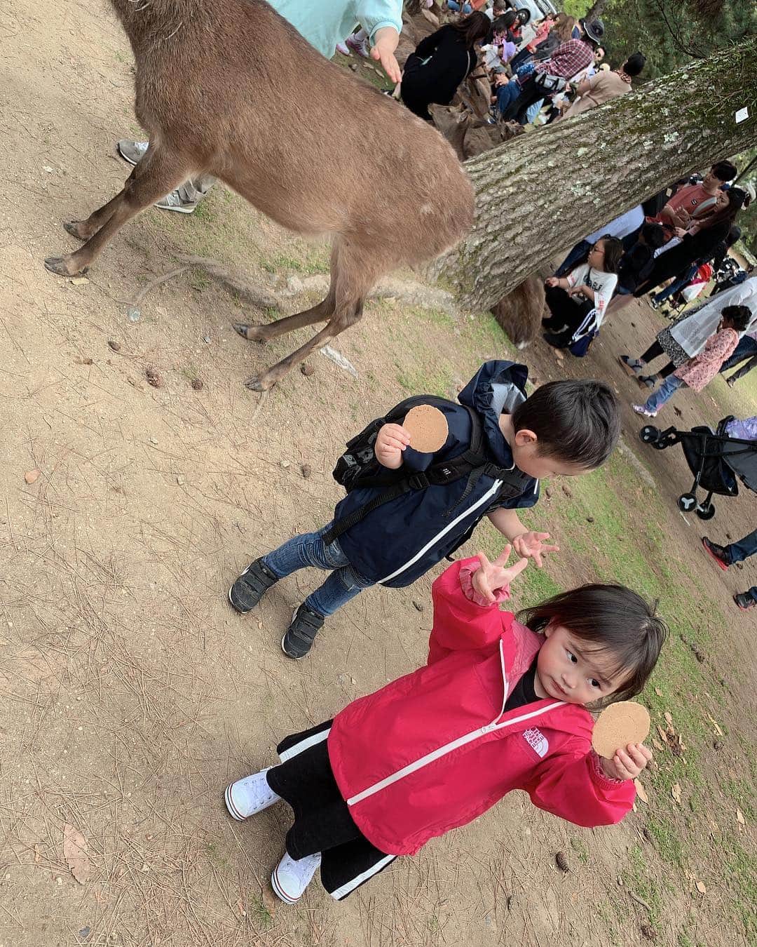 MII MAMAさんのインスタグラム写真 - (MII MAMAInstagram)「. . . GW満喫中😆🙌🏾皆さんも楽しんでますか？⤴️ . 昨日はパパが子供達を鹿に会わせたいと いうことで #奈良公園 に行ってきました🦌 . 子供達はあげる気満々やったけど 鹿さん達全然煎餅食べてくれず😂 きっとこのGWに毎日毎日煎餅食べさせられて 飽きたんやろなぁ😅💦(笑) お腹もいっぱいでみんな眠そうやった😪w . 怖がるかなって思ってたら全然平気で 嬉しそうで良かった😆✨♥️ また人の少ないときに行こう⤴️🦌💨 ------------------------------------------ 🔎White Style mi mama 良かったらチャンネル登録お願いします🙇🏽‍♀️ #YouTube#ユーチューバー#MIIMAMA##チャンネル登録お願いします#2児ママ#年子ママ#ホワイトインテリア#モノトーンインテリア#シンプルな暮らし#収納#ホワイト収納#GW#奈良」5月3日 19時51分 - miimamachannel