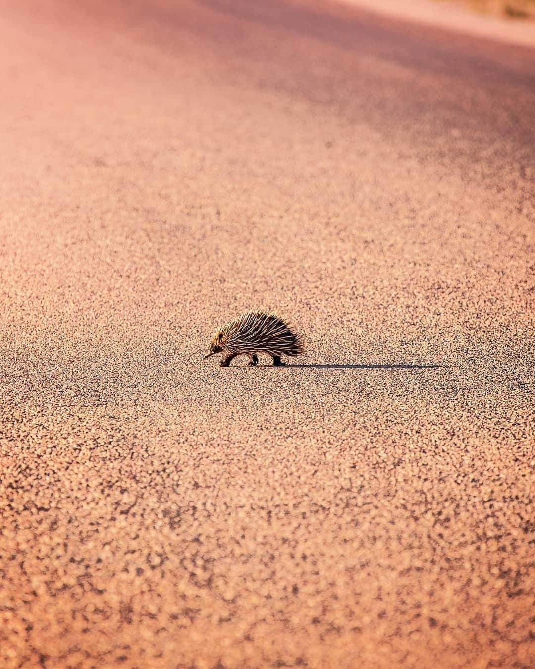 Australiaのインスタグラム