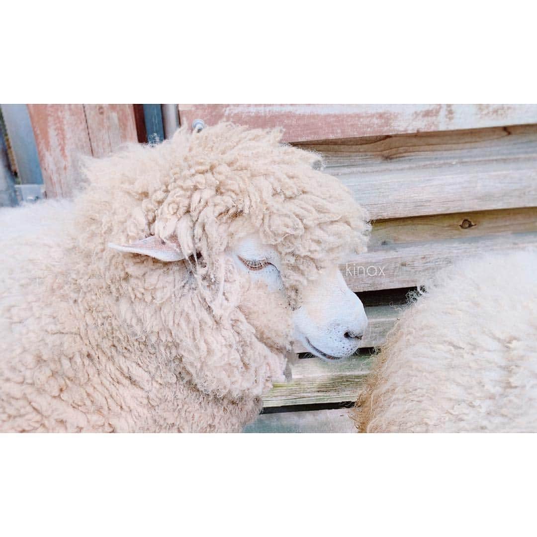 kinaxのインスタグラム：「. good evening(๑′ᴗ‵๑)🌃in Japan, and good morning, good afternoo, good night for world friends! . 今日はいいお天気だったね☀️ . 動物が好きすぎるむちこさんのために 今日はみんなで動物園へ🐘 . . 動物園に近づくと出てくる 動物の看板を見つけた段階から ずっと興奮していたむちこさんʕ •́؈•̀ ₎笑 . 楽しくてたまらないみたいで こちらも嬉しいわぁ♡ よかったねぇ(๑′ᴗ‵๑)♡ . . ちびっこ姉さんは小さい頃ヤギさんが 何故かとにかく怖かったけど むちこさんは本当になんでも大好きで ぐいぐい行くから 動物園に限らず、お散歩中のわんちゃんとかも 怖がらせてしまいそうで 見てる方がいつもヒヤヒヤするよ(´Д` ) . . ちなみにお散歩中のわんちゃんは 必ず聞いて、大丈夫な時だけ触らせてもらうのだけど 最近ようやく下からそーっと 手を出せるようになってきたよーʕ •́؈•̀ ₎♡ . ウチのわんこはどこを触っても無反応だから むちこさんは、それに慣れてるとしても 出会ったわんちゃんの方は 知らない子に突然触られるのは怖いもんね🐶 . . でもまぁ、生き物大好きむちこさんを 眺めているのはとっても楽しいよ笑 . そんなこんなで たっぷり遊んだから今日はゆっくり寝るよー🐿 . みんなもいい夢みてね♡ . #親バカ部 #動物園 #楽しい #ひつじさんの優しい目がかわいい #イケメンヤギさん 2019/05/03」