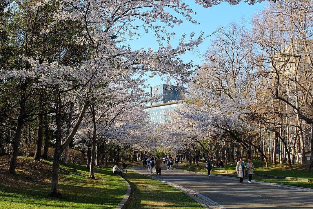 sayoko_betseyさんのインスタグラム写真 - (sayoko_betseyInstagram)「Here is my recommended place for HANAMI🌸 in Sapporo city.  大好きな中島公園  桜が凄く綺麗でした🥺 豊平館とのコラボが素敵 ソメイヨシノは誰もが立ち止まっちゃうような立派なのが咲いてました 本当に春夏秋冬素晴らしい公園よ さすが札幌のセントラルパーク💕←私が勝手に決めた🐿w . 札幌でお花見するなら私は絶対中島公園だな(*´꒳`*) いつも中島公園推しw . . #nakajimapark #sapporo #hokkaido #hokkaidolikers #cherryblossom #hanami #poroco #中島公園 #豊平館 #札幌 #北海道 #北海道旅行 #札幌旅行 #週末野心 #お花見 #北海道に恋してる #チルアウト #桜 #北国の春」5月3日 20時10分 - sayoko_betsey
