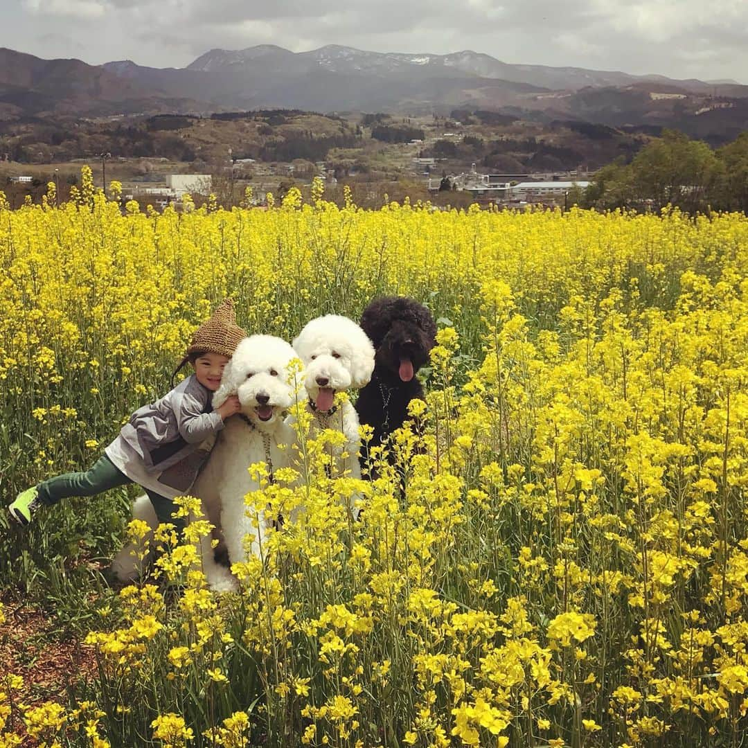 たまねぎさんのインスタグラム写真 - (たまねぎInstagram)「. . 菜の花畑(o^^o) 幸せの黄いろ💕 . . #standardpoodle #dog #lovedogs #poodlesofinstagram #スタンダードプードル #大型犬と子ども #poodle #dogstagram #east_dog_japan #いぬのいる生活 #ホワイトプードル #whitepoodle #もふもふ部 #わんこ部 #子どもと犬 #2歳児 #生後9ヶ月 #kidsanddog #ママリ #キズナ #コドモノ #いこーよ #いぬのきもち #犬と暮らす #いぬなしでは生きていけません #上山市 #市民農園 #ヴェンテンガルテン #菜の花畑 #クアオルトかみのやま」5月3日 20時10分 - tamanegi.qoo.riku