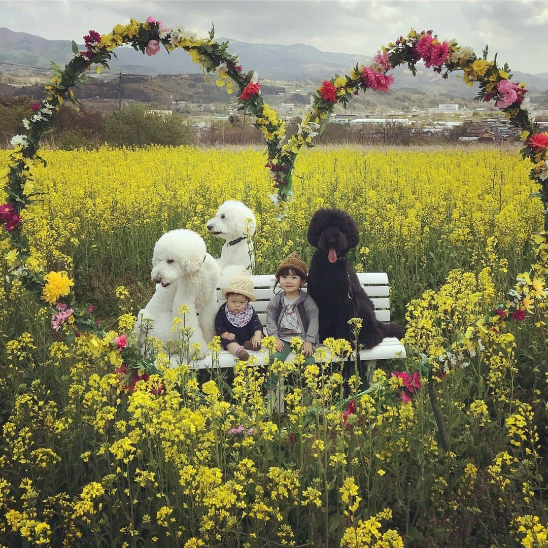 たまねぎさんのインスタグラム写真 - (たまねぎInstagram)「. . 菜の花畑(o^^o) 幸せの黄いろ💕 . . #standardpoodle #dog #lovedogs #poodlesofinstagram #スタンダードプードル #大型犬と子ども #poodle #dogstagram #east_dog_japan #いぬのいる生活 #ホワイトプードル #whitepoodle #もふもふ部 #わんこ部 #子どもと犬 #2歳児 #生後9ヶ月 #kidsanddog #ママリ #キズナ #コドモノ #いこーよ #いぬのきもち #犬と暮らす #いぬなしでは生きていけません #上山市 #市民農園 #ヴェンテンガルテン #菜の花畑 #クアオルトかみのやま」5月3日 20時10分 - tamanegi.qoo.riku