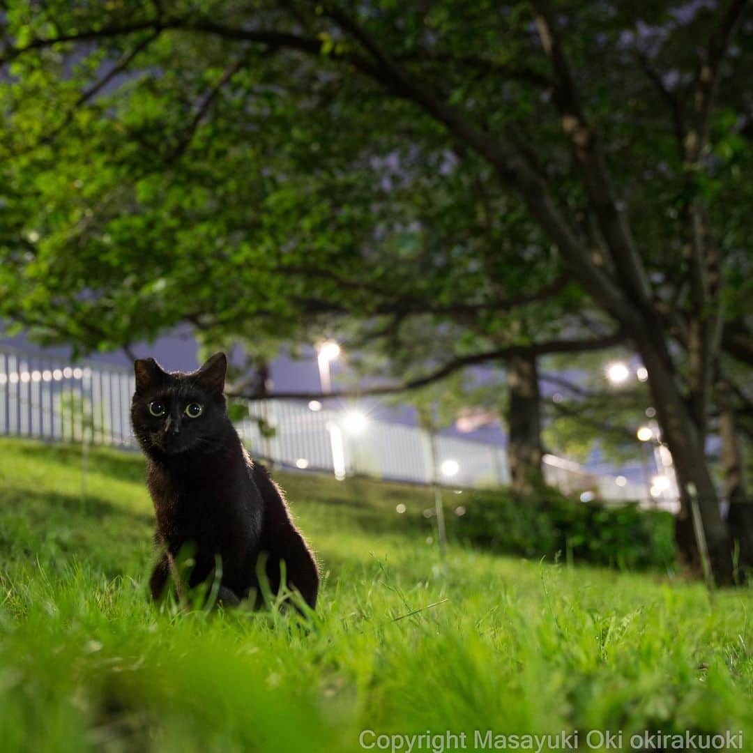 Masayukiさんのインスタグラム写真 - (MasayukiInstagram)「新緑と黒ねこさん。  #cat #ねこ」5月3日 20時18分 - okirakuoki