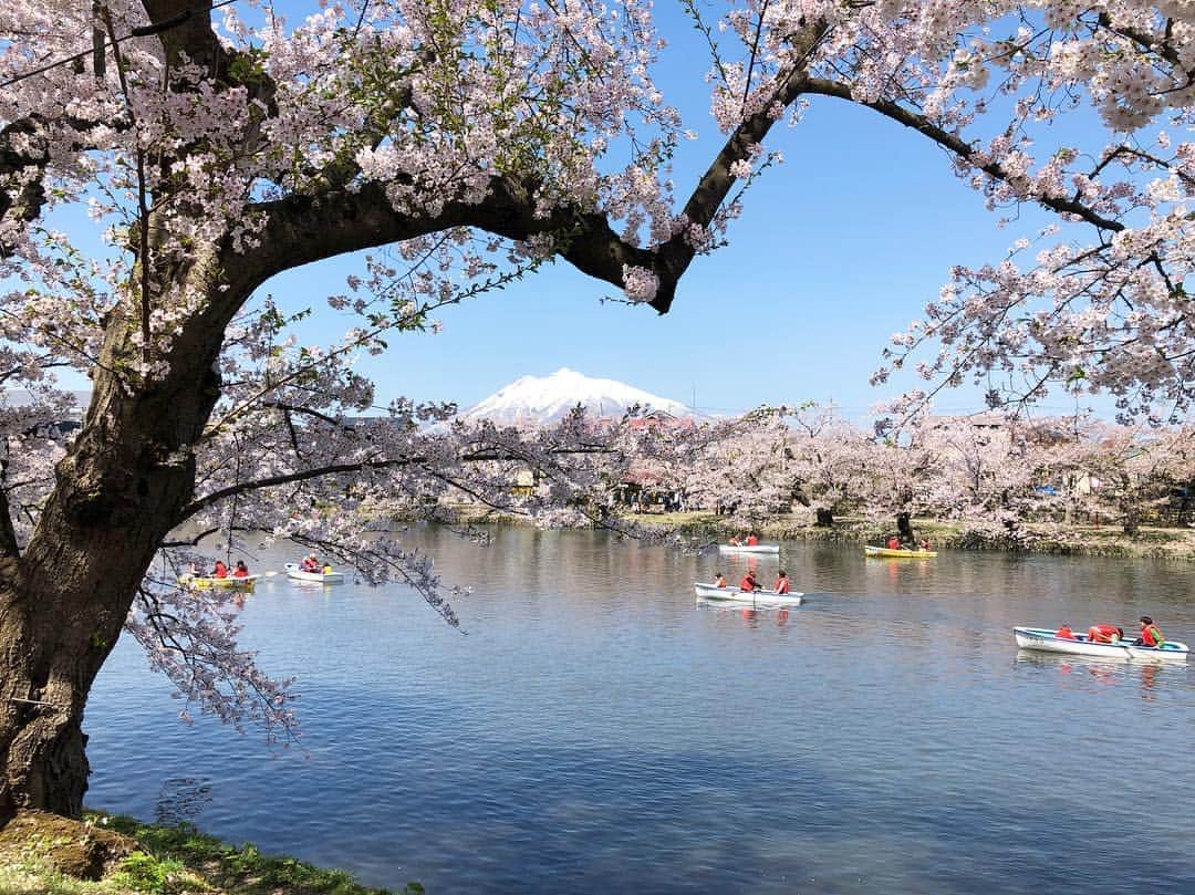 りんご娘さんのインスタグラム写真 - (りんご娘Instagram)「桜祭りもあと少しで終わり。 次はりんご花まつりですね！ 弘前はまだまだお祭り期間です！！ ぜひ遊びに来てください！  #弘前公園 #さくらまつり #岩木山 #1625 #cherryblossom」5月3日 20時39分 - _ringo.musume.com_