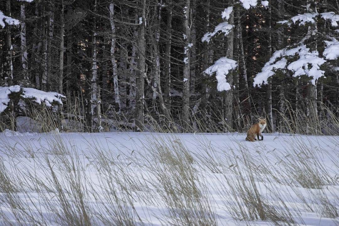 Hikaruのインスタグラム：「Northern fox. . . . #instagram#instagramjapan #igersjp#東京カメラ部#tokyocameraclub #natgeo#yourshotphotographer #sony#bealpha#sonyalpha #pashadelic#naturephotography #naturegeography #fox#キタキツネに会いたい#キタキツネ #lovers_nippon#photogrena_nature#photo_shorttrip#japan#visitjapanjp #longexposure_japan #hokkaido#写真好きなの人と繋がりたい」