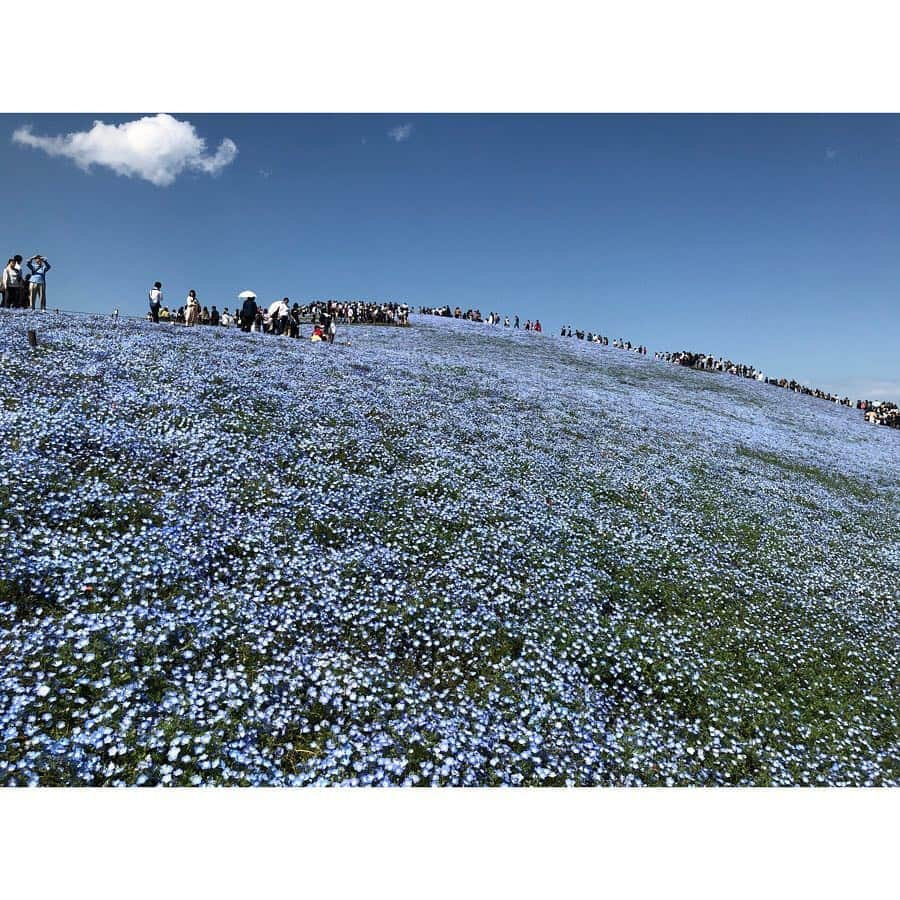 小濱庸子さんのインスタグラム写真 - (小濱庸子Instagram)「GWに茨城の海浜公園に行ってネモフィラを見てきたの🌸 一面ブルー✨青の絨毯みたいだった😭❤️ 久しぶりの小旅行に心がときめいたーーートクトクトク❤️笑 #gw #小旅行 #trip #ネモフィラ #茨城 #海浜公園 #青の世界 #旅行 #女子旅 #お花畑 #女子旅 #travel」5月3日 20時32分 - hamachan1020