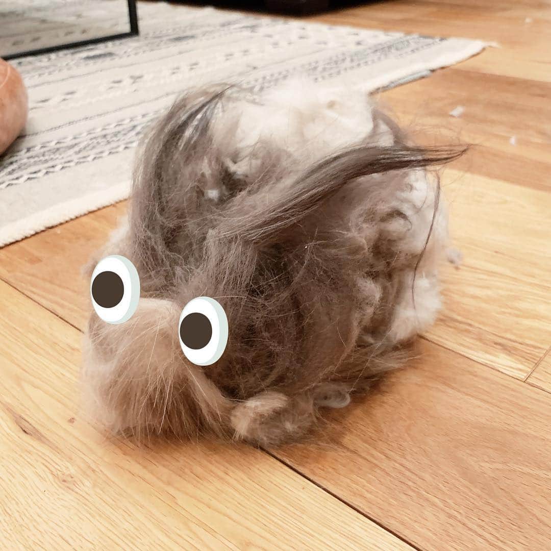 清水桜子さんのインスタグラム写真 - (清水桜子Instagram)「サマーカットの儀。 これだけ纏っていたら暑かろう〜。 のんちゃん一匹分の毛をまとめたら、ウサギみたいになった🐇」5月3日 20時32分 - sakuracos