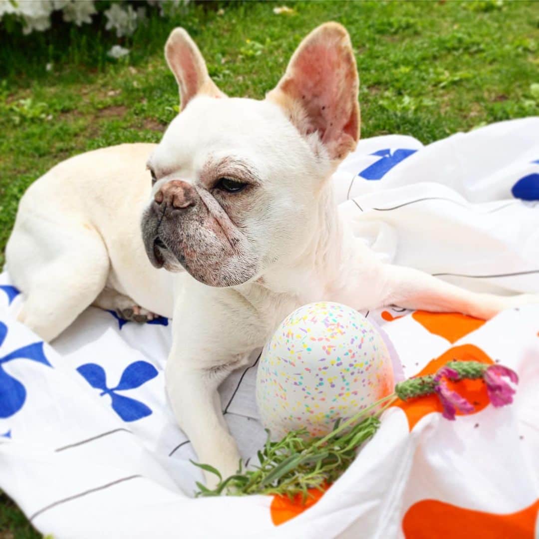 川原亜矢子のインスタグラム：「Now she is warming a egg 🥚 卵、孵化ちゅう🥚 #frenchbulldog #dog #フレンチブルドッグ」