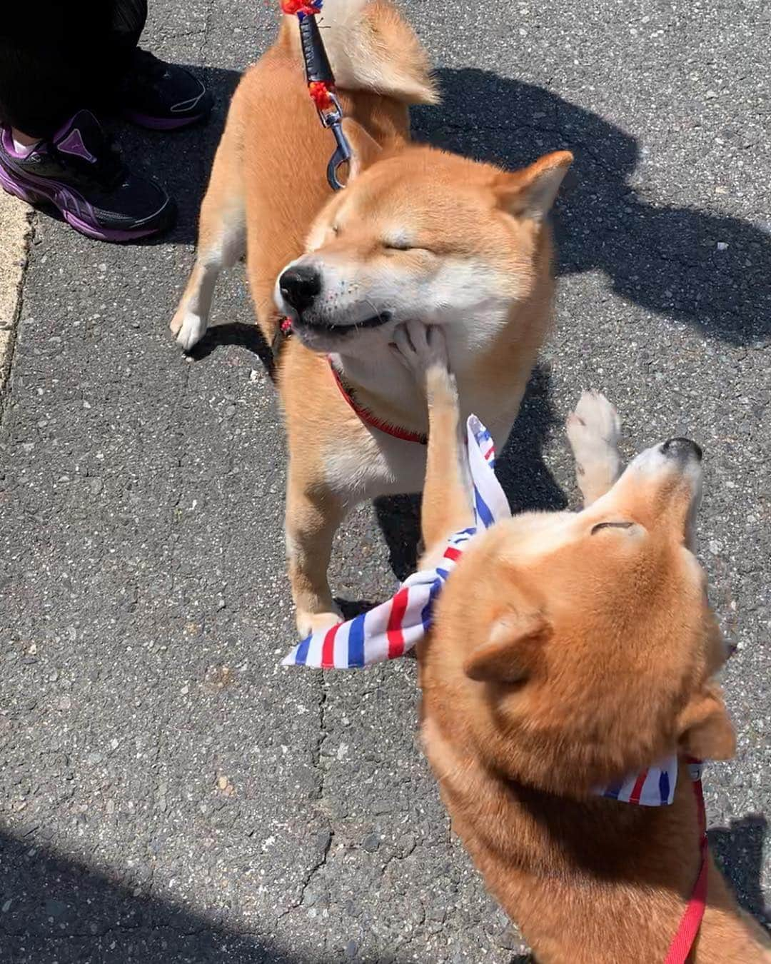 豆柴 サニーちゃんさんのインスタグラム写真 - (豆柴 サニーちゃんInstagram)「. . 昨日は きよしくんにも会ったよ〜🐻💕 . きよしくんは ビンタされても動じない優しい男✨ 全てを受け入れてくれるよ〜💓 . というか まんざらでもない様子かな😆 . . #サニーときよしくん #全てを受け入れてくれる #優しい男 #サニーパンチ #お手手が可愛い #ビンタ #平手打ち #punchpunchpunch . #柴犬#豆柴 #赤柴 #まめしばいぬ#まめしば#いぬのきもち#ふわもこ部 #pecoいぬ部#pecotv#サンデイ#サンデイいぬ組#anicas #shiba_snap#todayswanko#west_dog_japan #shibainu #shiba#mameshiba#shibastagram #豆柴サニーちゃん」5月3日 12時07分 - sunny_rei_32