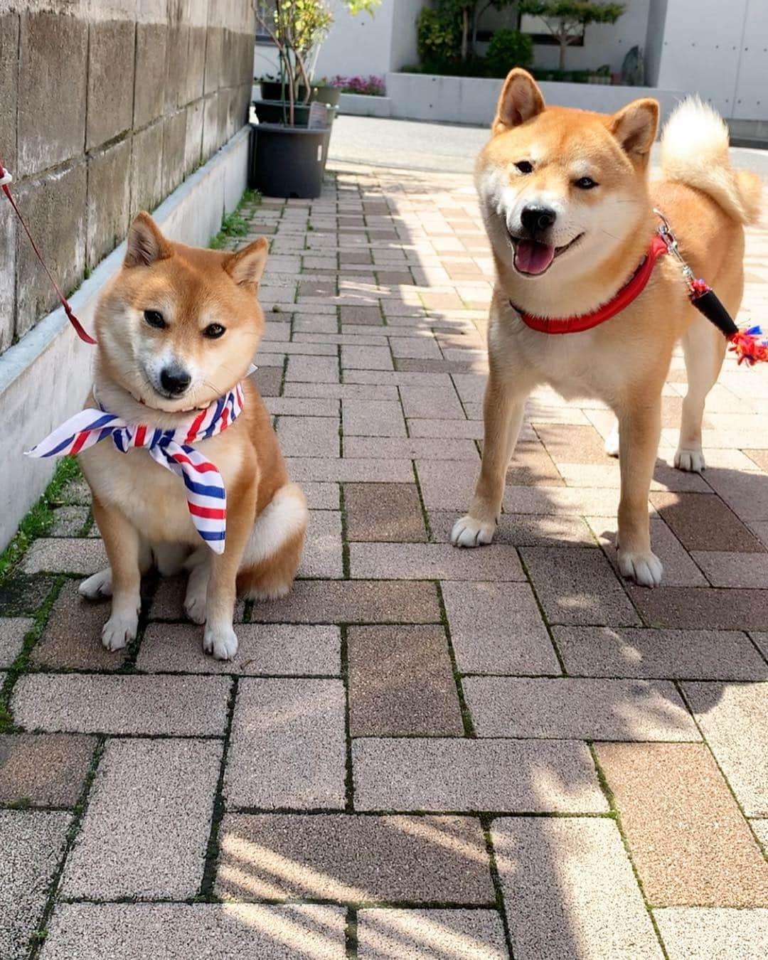 豆柴 サニーちゃんさんのインスタグラム写真 - (豆柴 サニーちゃんInstagram)「. . 昨日は きよしくんにも会ったよ〜🐻💕 . きよしくんは ビンタされても動じない優しい男✨ 全てを受け入れてくれるよ〜💓 . というか まんざらでもない様子かな😆 . . #サニーときよしくん #全てを受け入れてくれる #優しい男 #サニーパンチ #お手手が可愛い #ビンタ #平手打ち #punchpunchpunch . #柴犬#豆柴 #赤柴 #まめしばいぬ#まめしば#いぬのきもち#ふわもこ部 #pecoいぬ部#pecotv#サンデイ#サンデイいぬ組#anicas #shiba_snap#todayswanko#west_dog_japan #shibainu #shiba#mameshiba#shibastagram #豆柴サニーちゃん」5月3日 12時07分 - sunny_rei_32