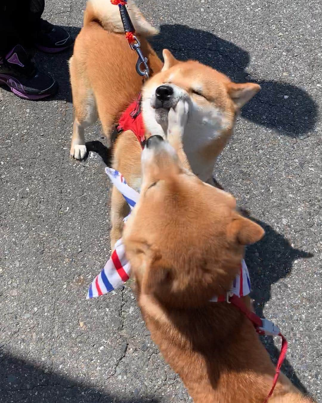 豆柴 サニーちゃんさんのインスタグラム写真 - (豆柴 サニーちゃんInstagram)「. . 昨日は きよしくんにも会ったよ〜🐻💕 . きよしくんは ビンタされても動じない優しい男✨ 全てを受け入れてくれるよ〜💓 . というか まんざらでもない様子かな😆 . . #サニーときよしくん #全てを受け入れてくれる #優しい男 #サニーパンチ #お手手が可愛い #ビンタ #平手打ち #punchpunchpunch . #柴犬#豆柴 #赤柴 #まめしばいぬ#まめしば#いぬのきもち#ふわもこ部 #pecoいぬ部#pecotv#サンデイ#サンデイいぬ組#anicas #shiba_snap#todayswanko#west_dog_japan #shibainu #shiba#mameshiba#shibastagram #豆柴サニーちゃん」5月3日 12時07分 - sunny_rei_32