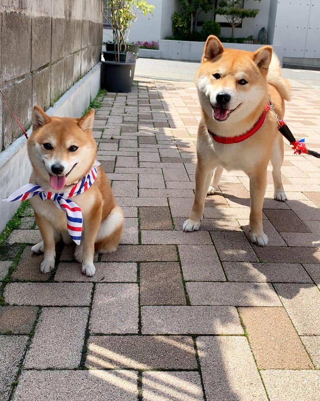 豆柴 サニーちゃんのインスタグラム