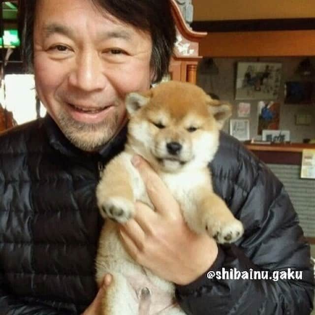 Kazumi-Gakumamaさんのインスタグラム写真 - (Kazumi-GakumamaInstagram)「5/6に岳は里帰りします➰🐕♨️⛰ *  生後2ヶ月で私の家族になった岳🐕 *  6年半ぶりに故郷の新穂高温泉郷♨️に帰り、岳の両親に会いに行きます‼︎ *  両親が健在なうちに会わせてあげたいという私の願いがやっと叶います😌 *  写真は、我が家に来る前の生後1ヶ月半の岳🐕 *  もう耳が立っています😆 *  あつし犬もまだ若〰️い🤣 🐾----*----*----*----🐾 On May 6 Gaku returns home to Shinhotaka Onsenkyo to see his parents🐕♨️⛰ I am very looking forward to it😆 The photo is Gaku, about one and a half months old🐕😌❤️ 🐾----*----*----*----🐾 #柴犬 #岳 #柴犬岳 #柴犬ガク#gaku #shibainugaku #shiba #shibainu #shibastagram  #pecoいぬ部 #ペコいぬ部  #ふわもこ部 #pecotv #ワンフルエンサー #新穂高温泉郷 #野の花山荘 #槍見舘 #岳の故郷  #あつし犬  #20190503」5月3日 12時30分 - shibainu.gaku