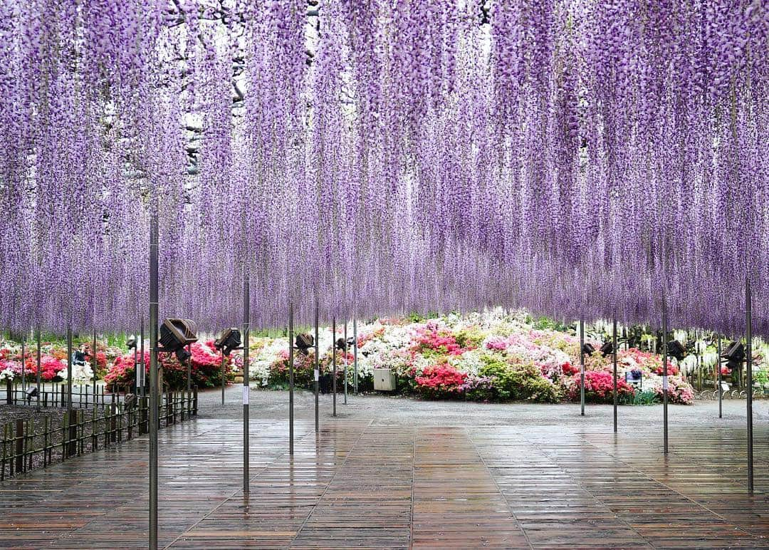 masayaさんのインスタグラム写真 - (masayaInstagram)「#あしかがフラワーパーク #藤 #wisteria #flowers #ashikagaflowerpark」5月3日 12時33分 - moonlightice