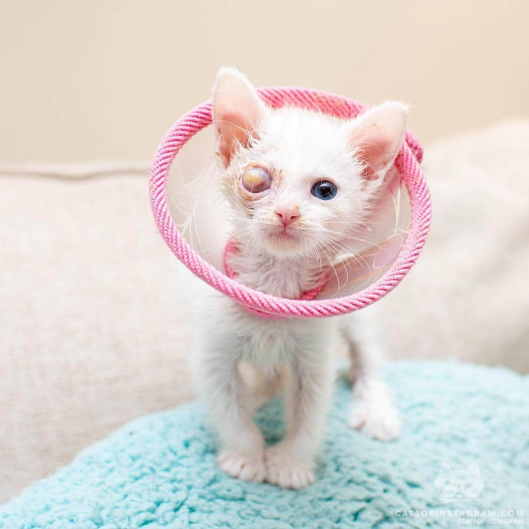 Cats of Instagramさんのインスタグラム写真 - (Cats of InstagramInstagram)「From @imogenthekitten: “Danger Mouse is getting tall! Look at those long legs. He also started play biting yesterday. He also learned to escape his cone 😼 He’s a totally normal, perfectly happy kitten. Just will need surgery when he’s big enough. @straycatalliance” #catsofinstagram」5月3日 12時56分 - cats_of_instagram