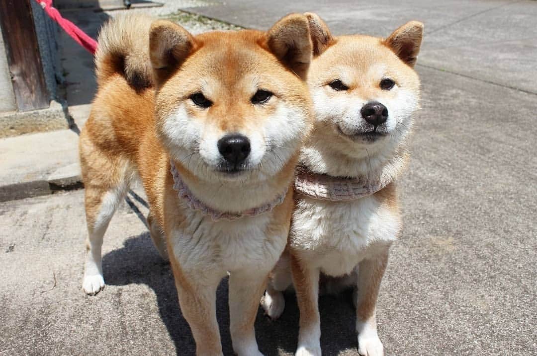 柴犬たま Shibainu Tamaのインスタグラム