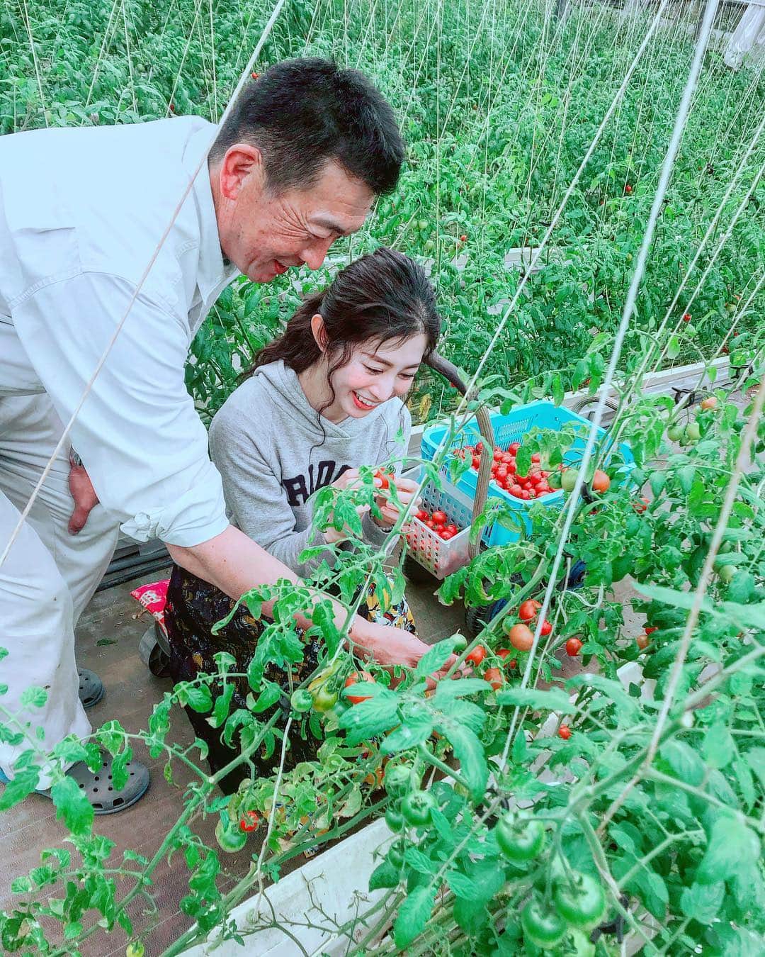 のインスタグラム：「🍅🍅🍅🍅🍅🍅 ・ ・ ・ 世界では8000、 日本でも120を超える品種があるトマト🍅  シンディスイートは 甘みが強いのに酸味をちゃんと感じられる バランスのとれた美味しいトマト🍅  トマトの勉強中🍅  一一一一一一一一一一一一一一一一一一一一一一一一一一一一 #トマト#🍅#農家#農業#農業女子#農業男子#agriculture#farm#farmer#グルメ#食#千葉#chiba#野菜#vege#vegetables#畑#畑のある暮らし#リラックス#study#取材#農業体験#green#緑のある暮らし」