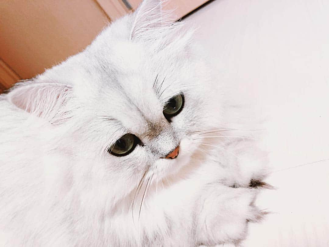 藤井夏恋さんのインスタグラム写真 - (藤井夏恋Instagram)「My ANGEL❤︎💭 #cat#shirasu#persiancat  #chinchillasilver#pretty」5月3日 14時07分 - fujiikaren_official