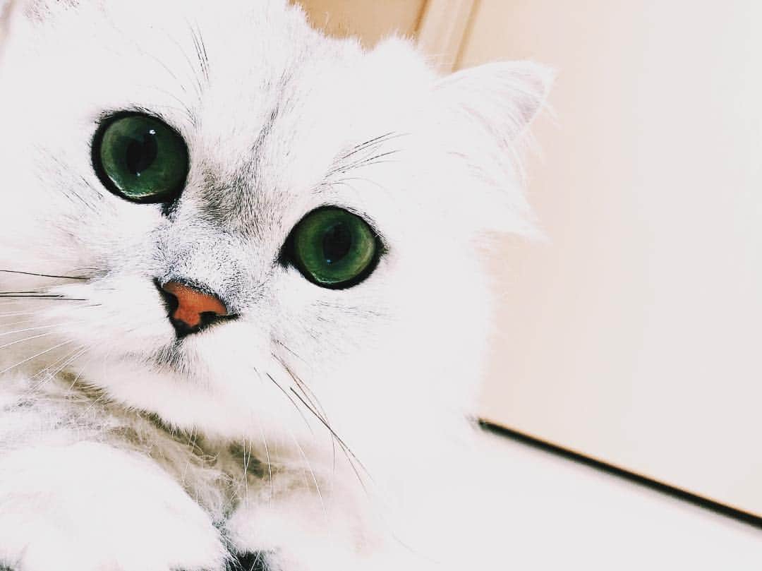 藤井夏恋さんのインスタグラム写真 - (藤井夏恋Instagram)「My ANGEL❤︎💭 #cat#shirasu#persiancat  #chinchillasilver#pretty」5月3日 14時07分 - fujiikaren_official