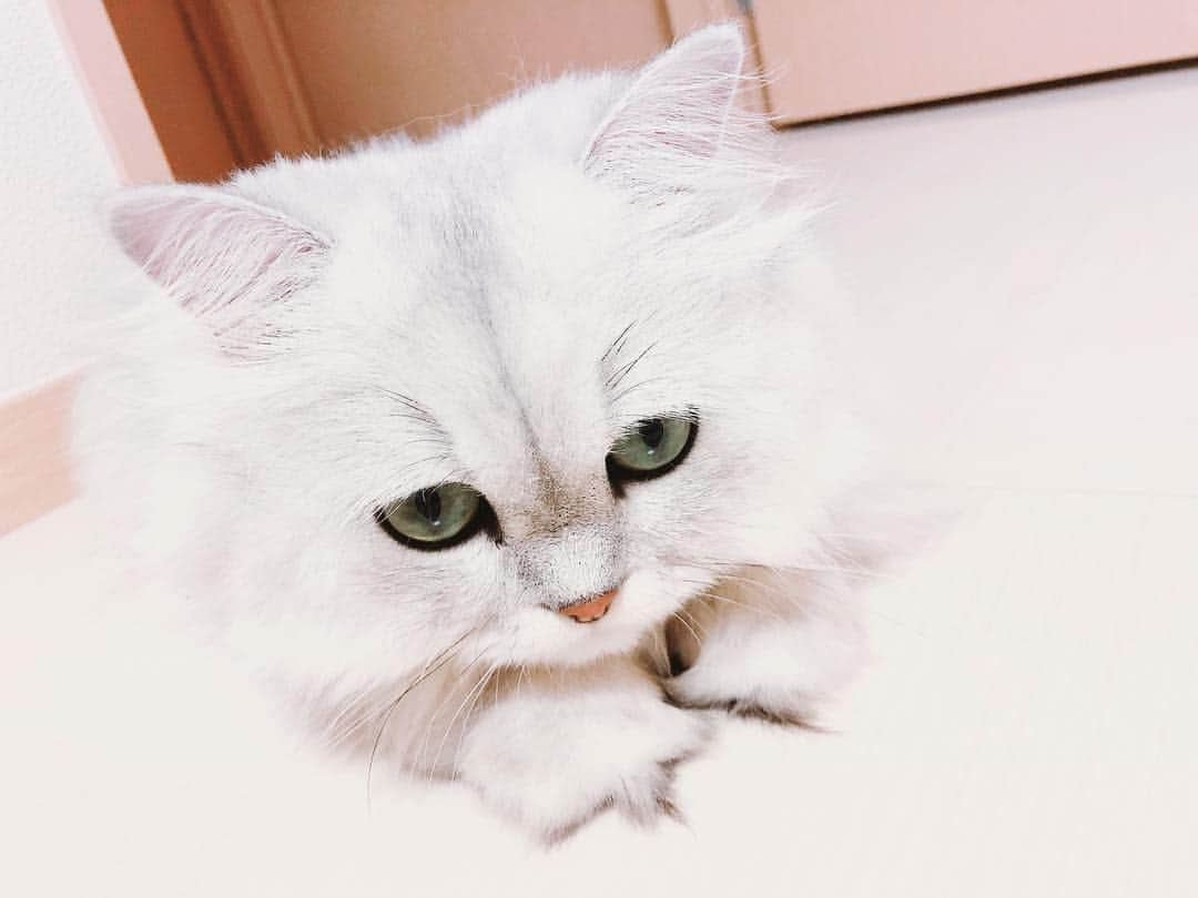 藤井夏恋さんのインスタグラム写真 - (藤井夏恋Instagram)「My ANGEL❤︎💭 #cat#shirasu#persiancat  #chinchillasilver#pretty」5月3日 14時07分 - fujiikaren_official