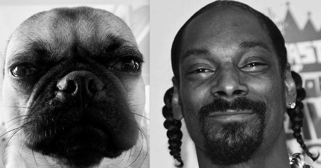 エイドリアン・ブロディさんのインスタグラム写真 - (エイドリアン・ブロディInstagram)「Snoop D.O. Double Pizzle #Cuzzbekillingit #puglife #snoopdogg #snoopweek」5月3日 14時17分 - adrienbrody