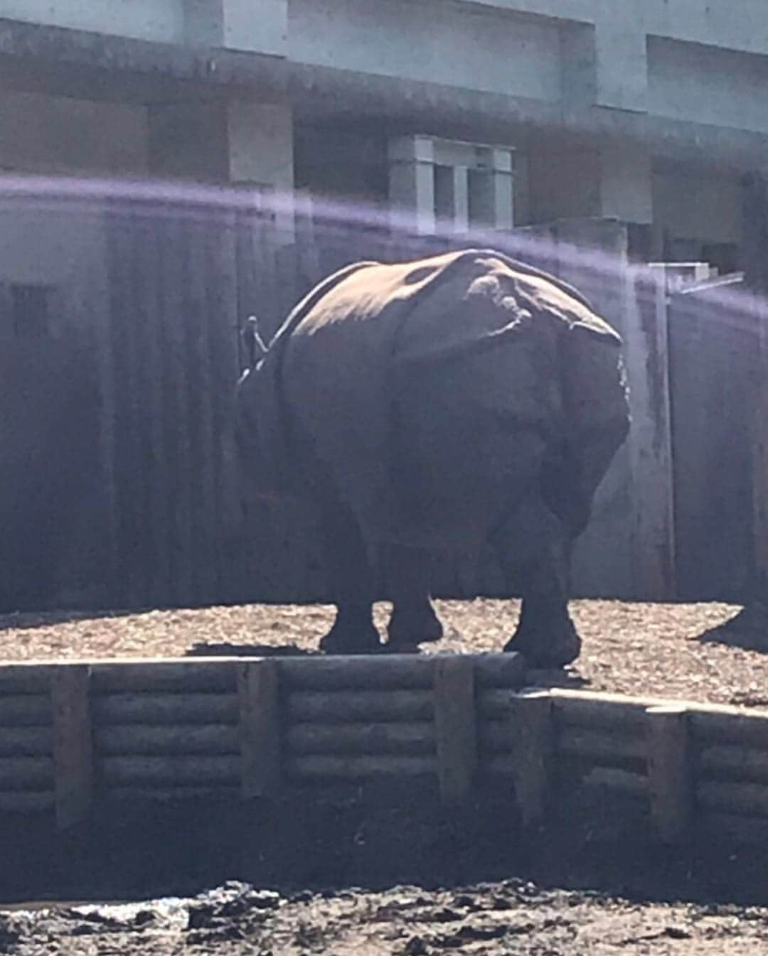 古田ちさこさんのインスタグラム写真 - (古田ちさこInstagram)「・ 昨日はノリで多摩動物公園に行ってきました🐘 ニホンジカの檻の横に鹿の角のブースがあり、エゾジカになってみたのですが某企画の影響で違和感がなかったよ…🦌笑 一番見たかったユキヒョウ、やっぱり可愛いかった❣️🐆❄️ しっぽが太くて毛がもふもふ😻 ・ 昨年ズムスタで赤いユキヒョウのしっぽ配布デーにあたり、それまではユキヒョウを知らなかったのですがその後に調べたら可愛くて一目見たいとずっと思っていたんです😻 嬉しい。 ・ ライオンは時間の関係で見られなかったので造型物と写真を撮りました。笑 🦁 #多摩動物公園#tamazoo#ツノガール#ユキヒョウ#アムールトラ#ワラビーの授乳#アジアゾウ#サイの皮膚どうなってるの…」5月3日 14時27分 - chisakofuruta