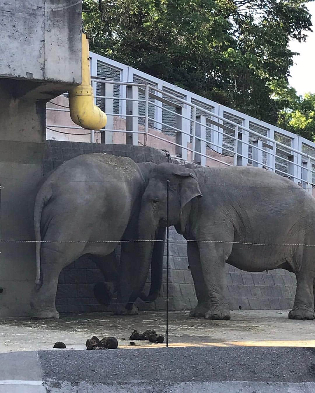 古田ちさこさんのインスタグラム写真 - (古田ちさこInstagram)「・ 昨日はノリで多摩動物公園に行ってきました🐘 ニホンジカの檻の横に鹿の角のブースがあり、エゾジカになってみたのですが某企画の影響で違和感がなかったよ…🦌笑 一番見たかったユキヒョウ、やっぱり可愛いかった❣️🐆❄️ しっぽが太くて毛がもふもふ😻 ・ 昨年ズムスタで赤いユキヒョウのしっぽ配布デーにあたり、それまではユキヒョウを知らなかったのですがその後に調べたら可愛くて一目見たいとずっと思っていたんです😻 嬉しい。 ・ ライオンは時間の関係で見られなかったので造型物と写真を撮りました。笑 🦁 #多摩動物公園#tamazoo#ツノガール#ユキヒョウ#アムールトラ#ワラビーの授乳#アジアゾウ#サイの皮膚どうなってるの…」5月3日 14時27分 - chisakofuruta