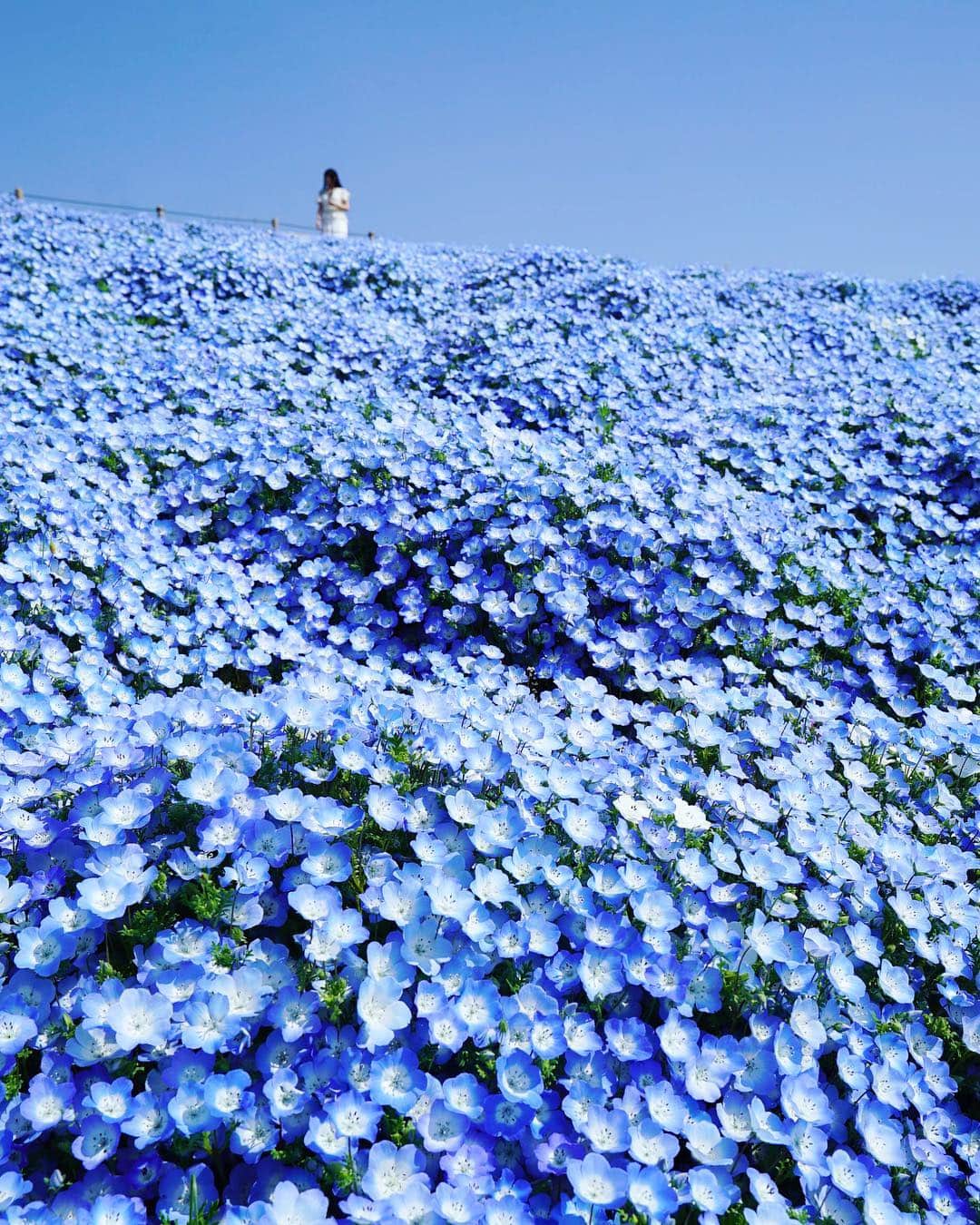 masayaさんのインスタグラム写真 - (masayaInstagram)「#ひたち海浜公園 #ネモフィラ #flowers」5月3日 14時34分 - moonlightice