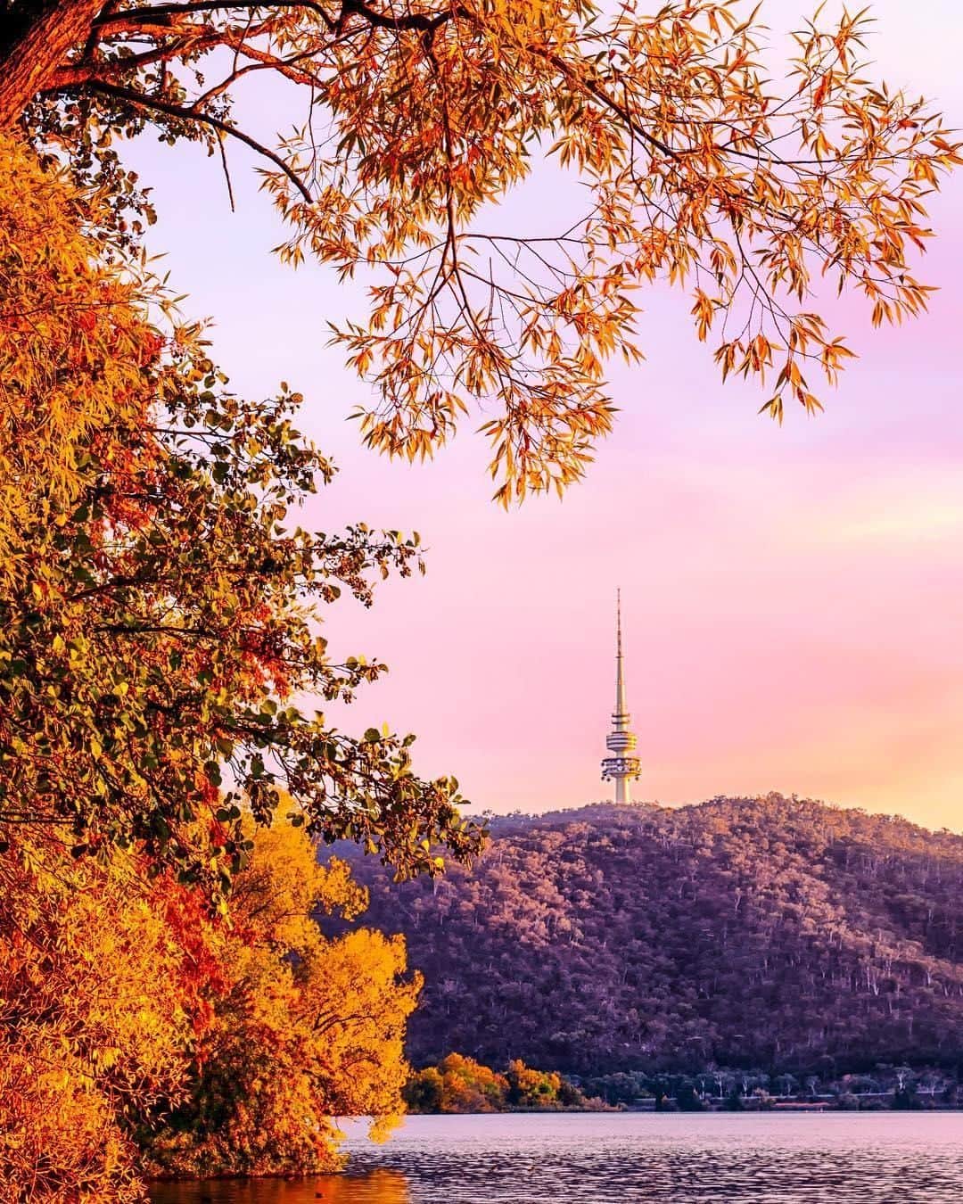 Australiaさんのインスタグラム写真 - (AustraliaInstagram)「Autumn in @visitcanberra is all sorts of colourful! 🍂 @carolelvin captured this stunning scene of brightly-coloured #autumn leaves perfectly framing the #TelstraTower while out on a stroll by #LakeBurleyGriffin. The Australian capital city is packed with striking autumnal displays right now, and there are so many different ways to see them.  Go on a self-guided walking tour through the city, hire a segway from @segglideride to cover more ground, explore hotspots such as the @nationalarboretumcanberra and #MolongloRiver, book a guided bike tour with #CycleCanberra or #MulgaBikeTours, or get a bird’s-eye view on a scenic flight with @canberrahelicopters.  #seeaustralia #visitcanberra #canberra #travel #explore」5月3日 15時00分 - australia