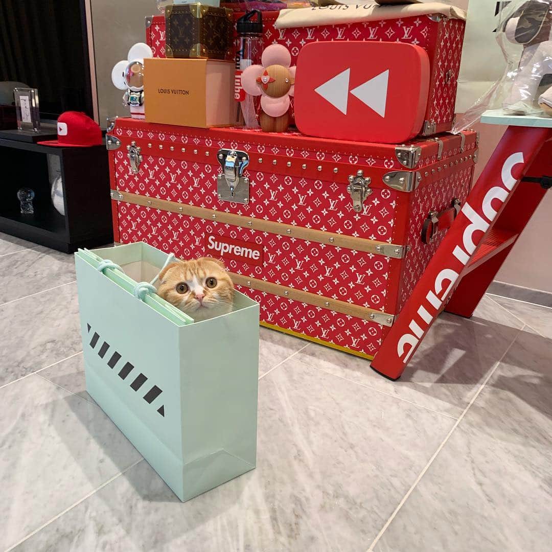 HIKAKINのインスタグラム：「まるお、紙袋大好き😩💕 宇宙一かわいいよチミは😩💕 #まるお #猫 #かわいい」
